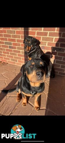 Rottweiler puppies (bob tail)