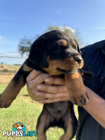 Rottweiler puppies (bob tail)