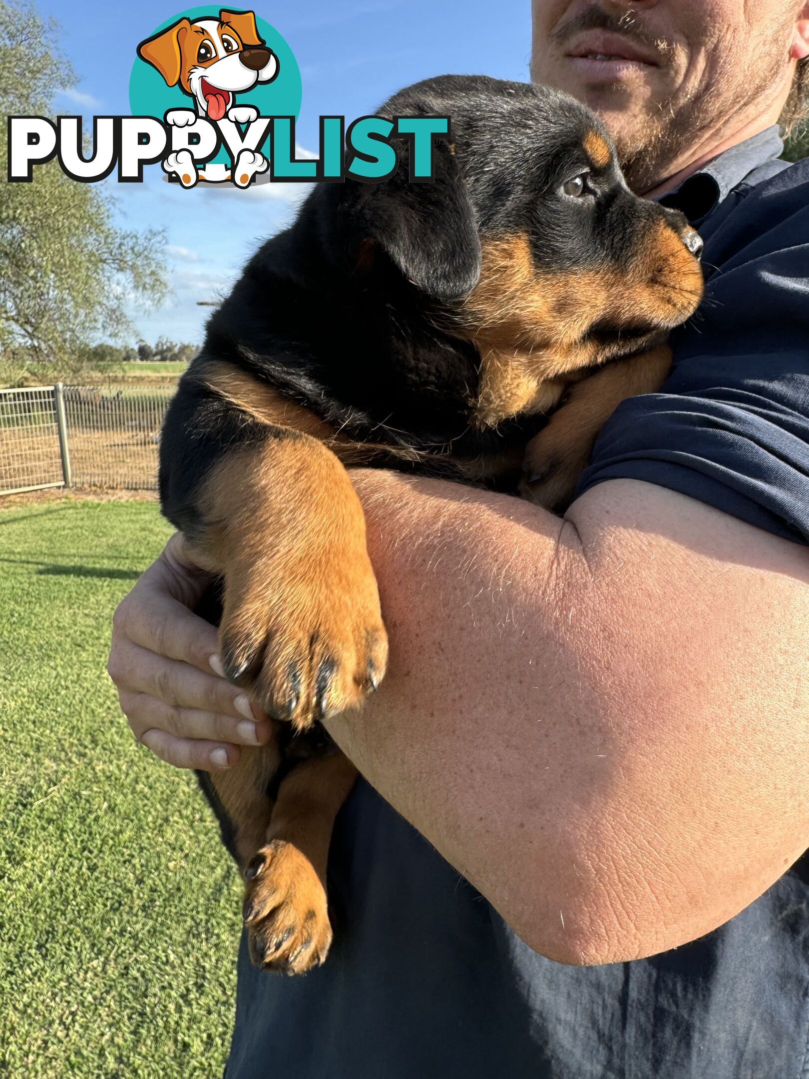 Rottweiler puppies (bob tail)