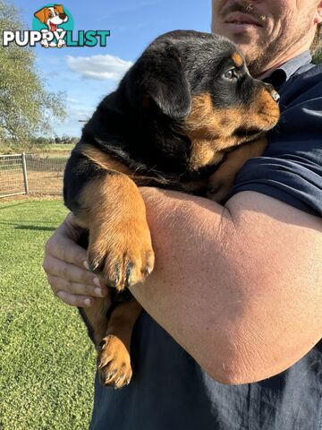 Rottweiler puppies (bob tail)