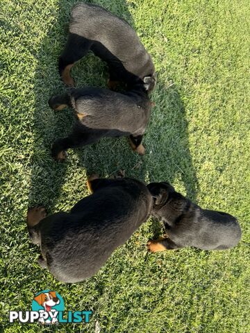 Rottweiler puppies (bob tail)