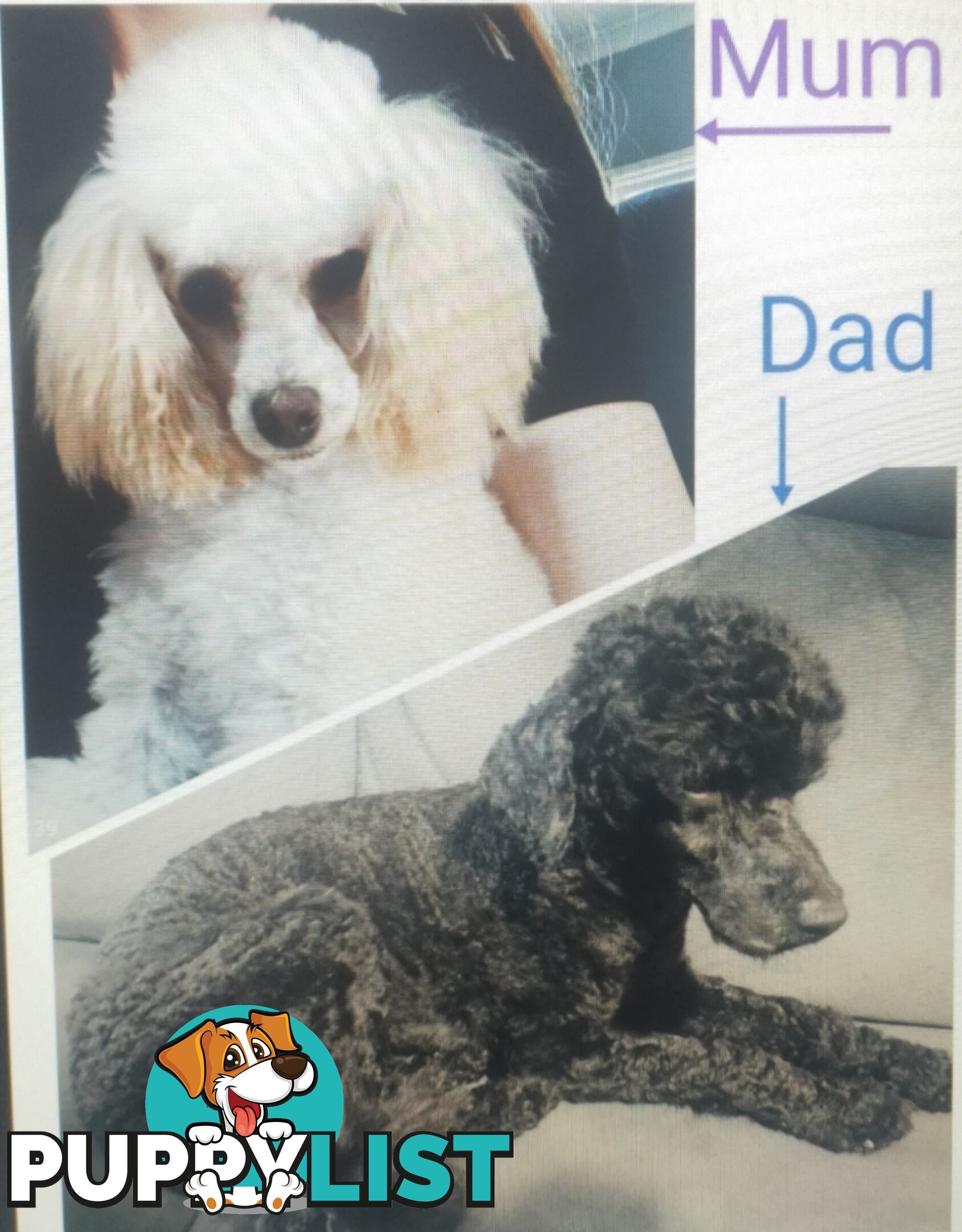 Purebred Female Toy Poodle