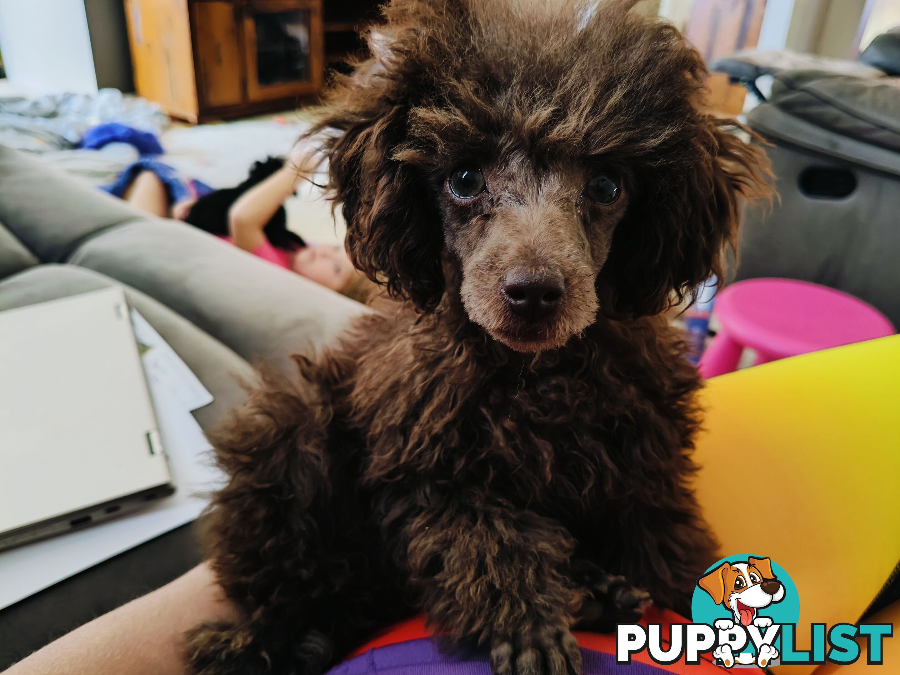 Purebred Female Toy Poodle