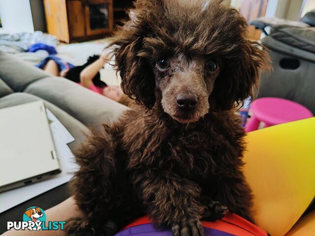 Purebred Female Toy Poodle