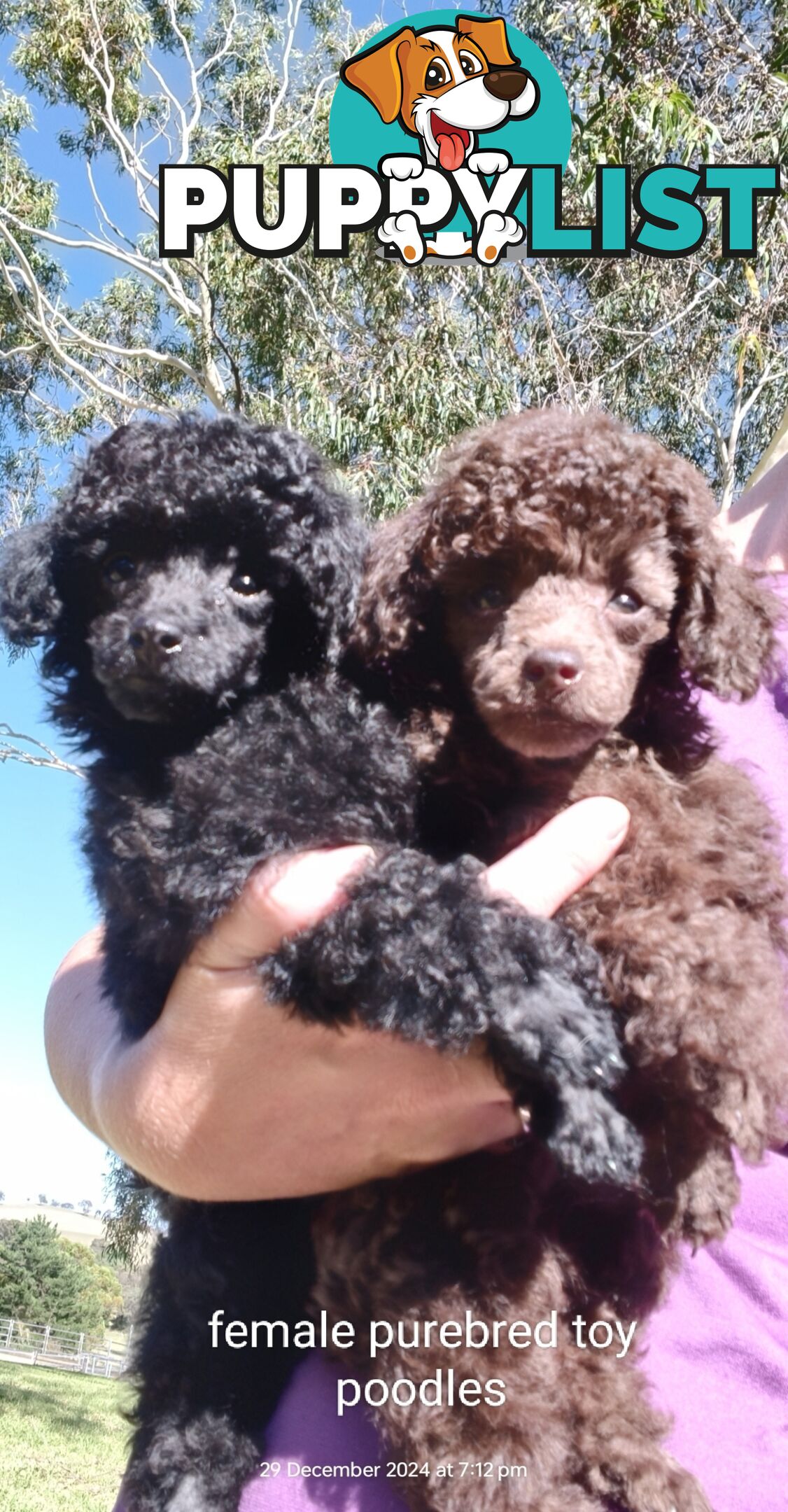 Purebred Female Toy Poodle