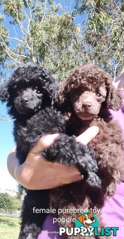 Purebred Female Toy Poodle