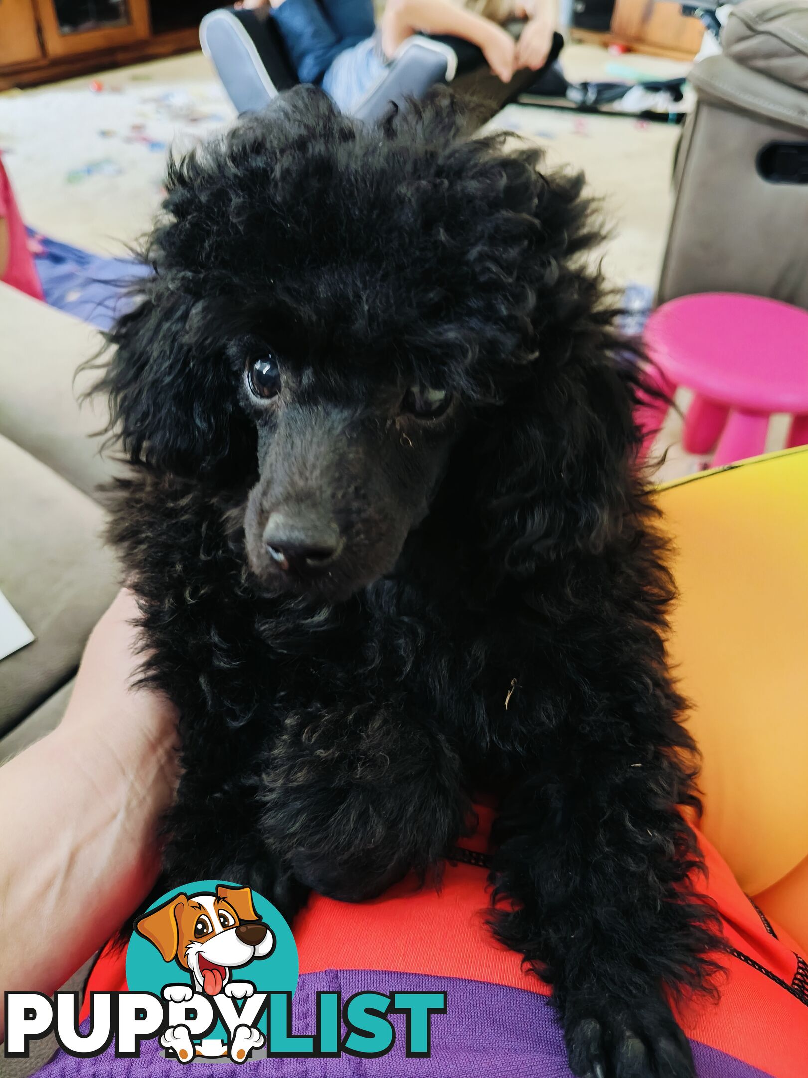 Purebred Female Toy Poodle