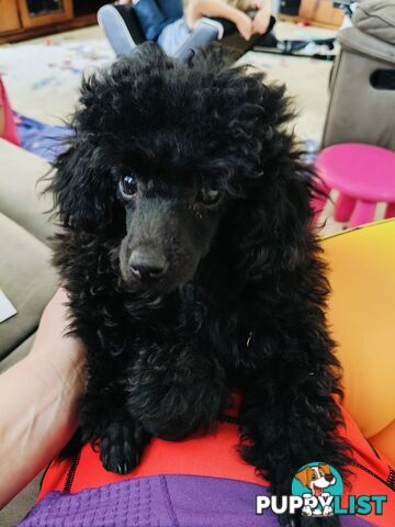 Purebred Female Toy Poodle