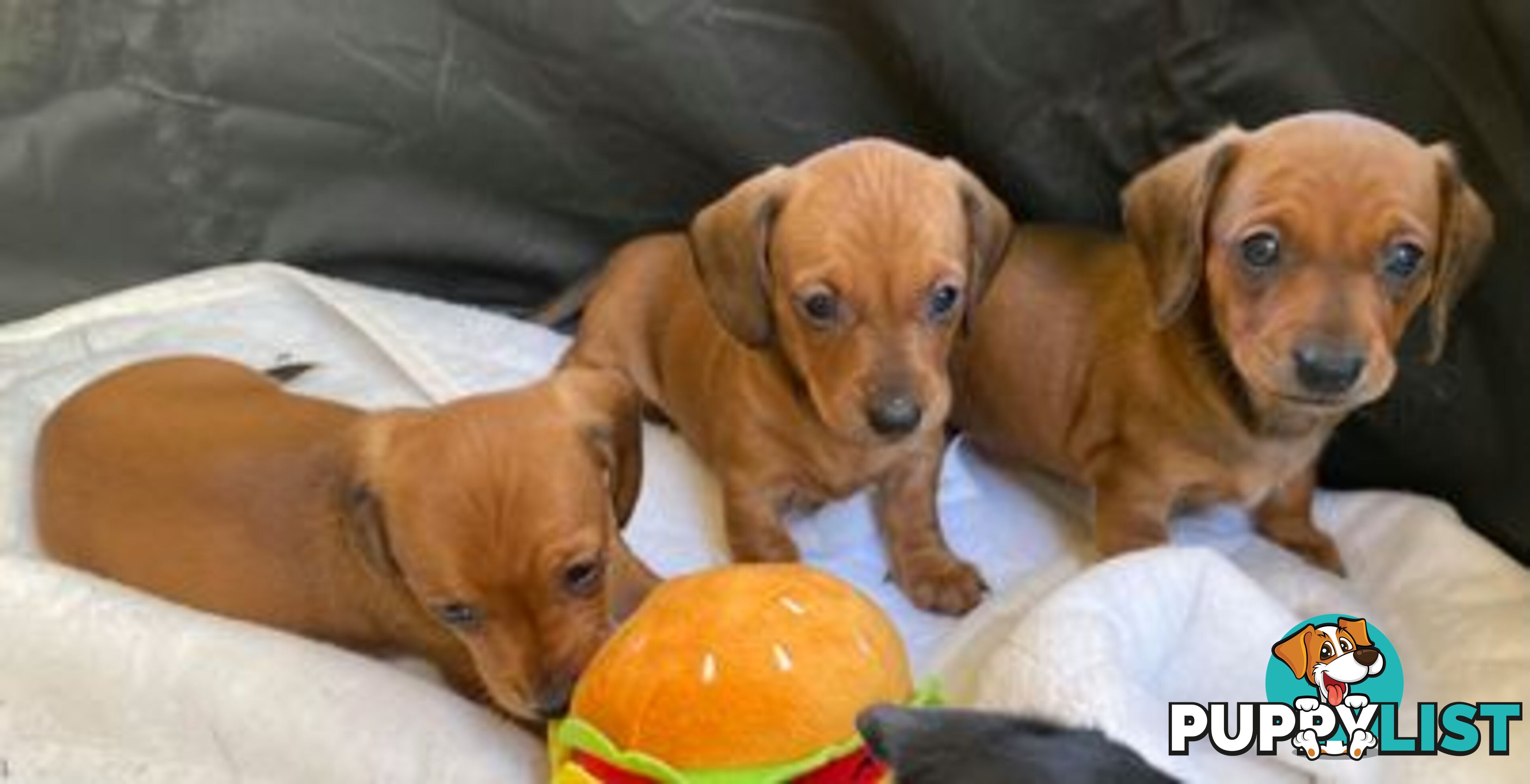 Female Tan/Choc Purebred Miniature Dachshund