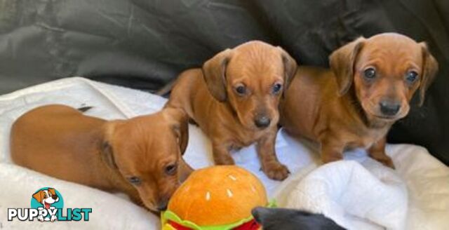 Female Tan/Choc Purebred Miniature Dachshund