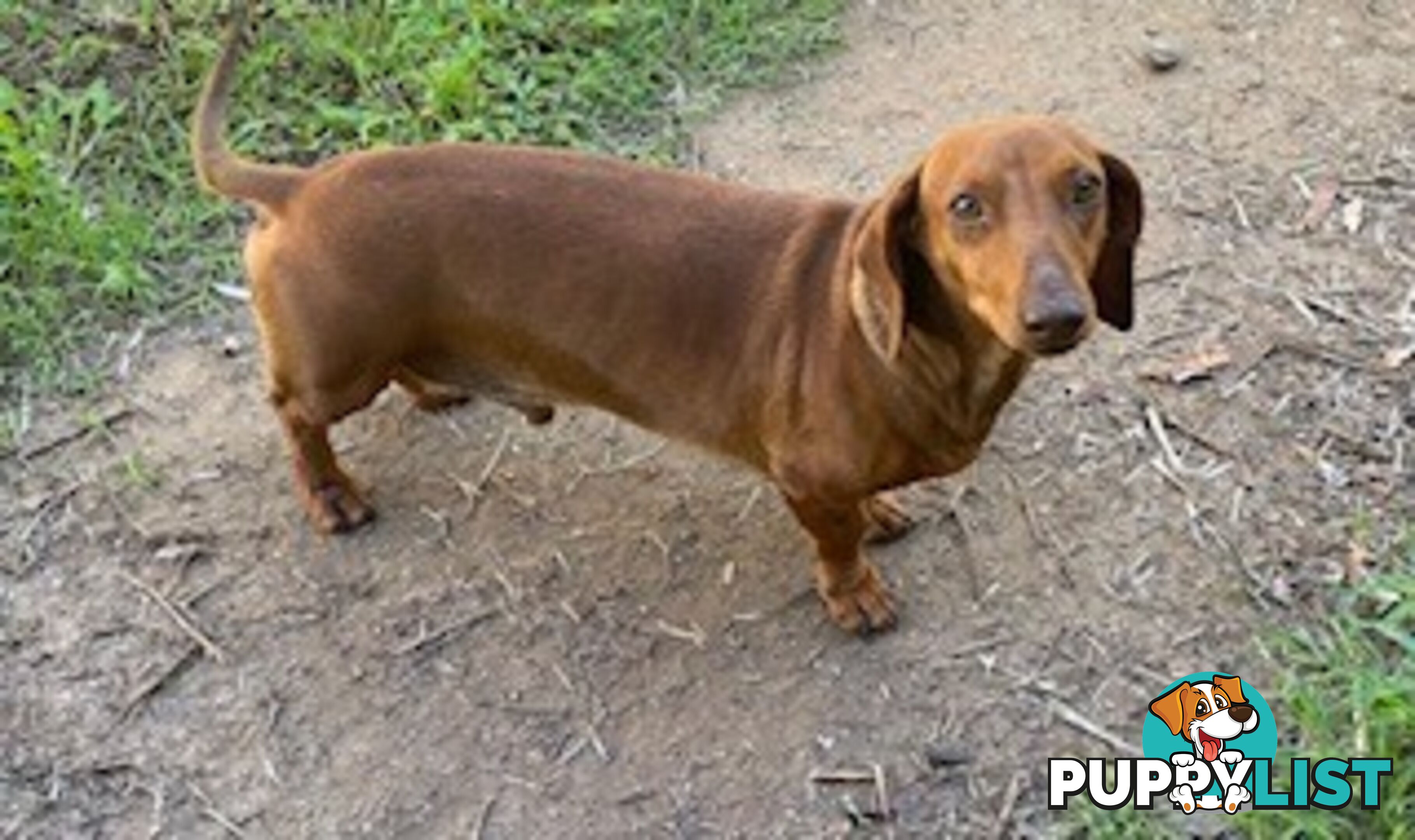 Female Tan/Choc Purebred Miniature Dachshund