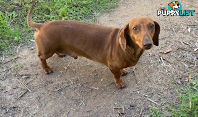 Female Tan/Choc Purebred Miniature Dachshund