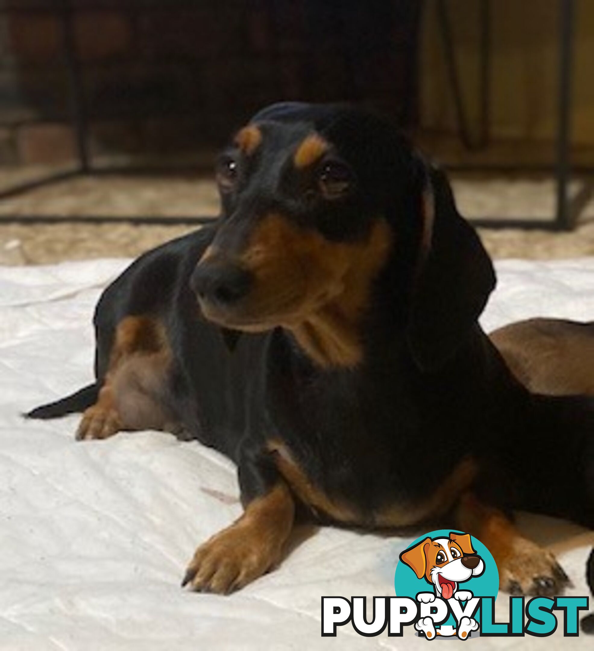 Female Tan/Choc Purebred Miniature Dachshund