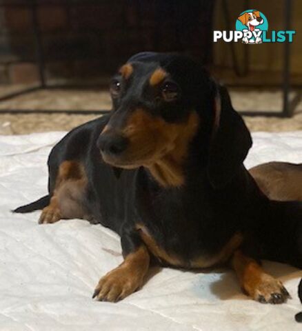 Female Tan/Choc Purebred Miniature Dachshund