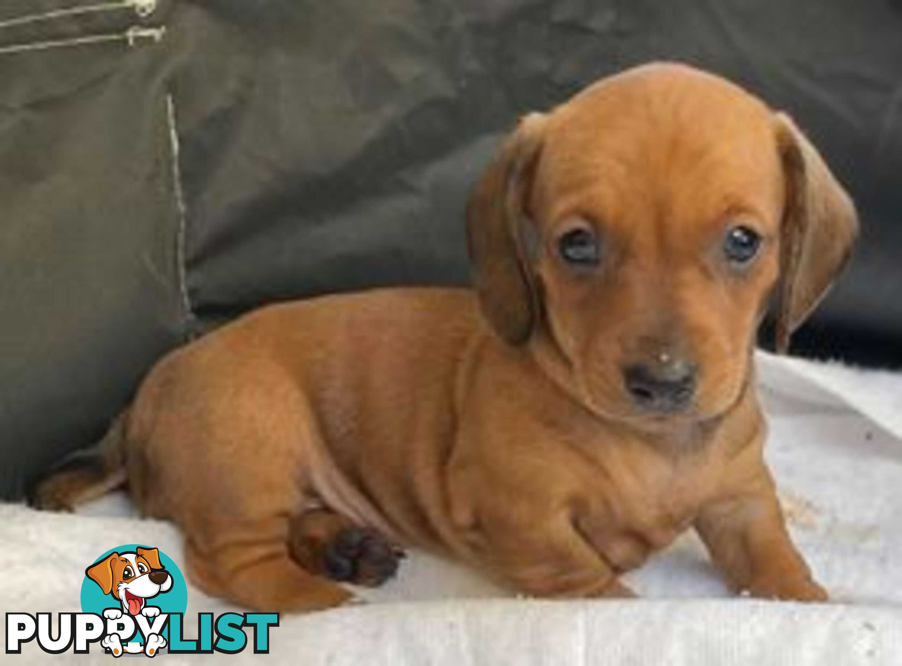 Female Tan/Choc Purebred Miniature Dachshund