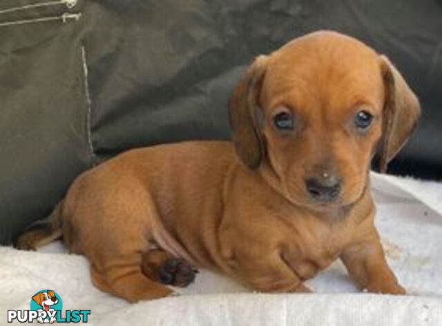 Female Tan/Choc Purebred Miniature Dachshund