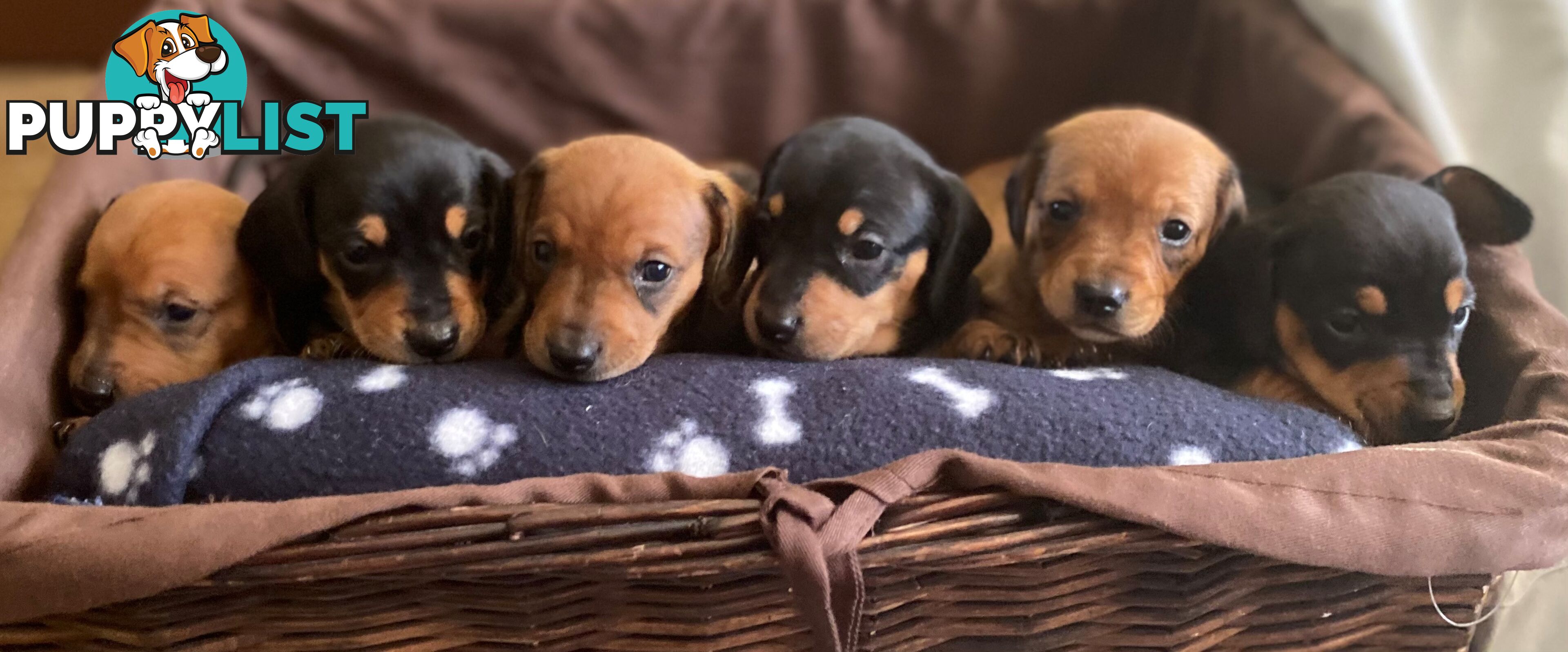 Female Tan/Choc Purebred Miniature Dachshund