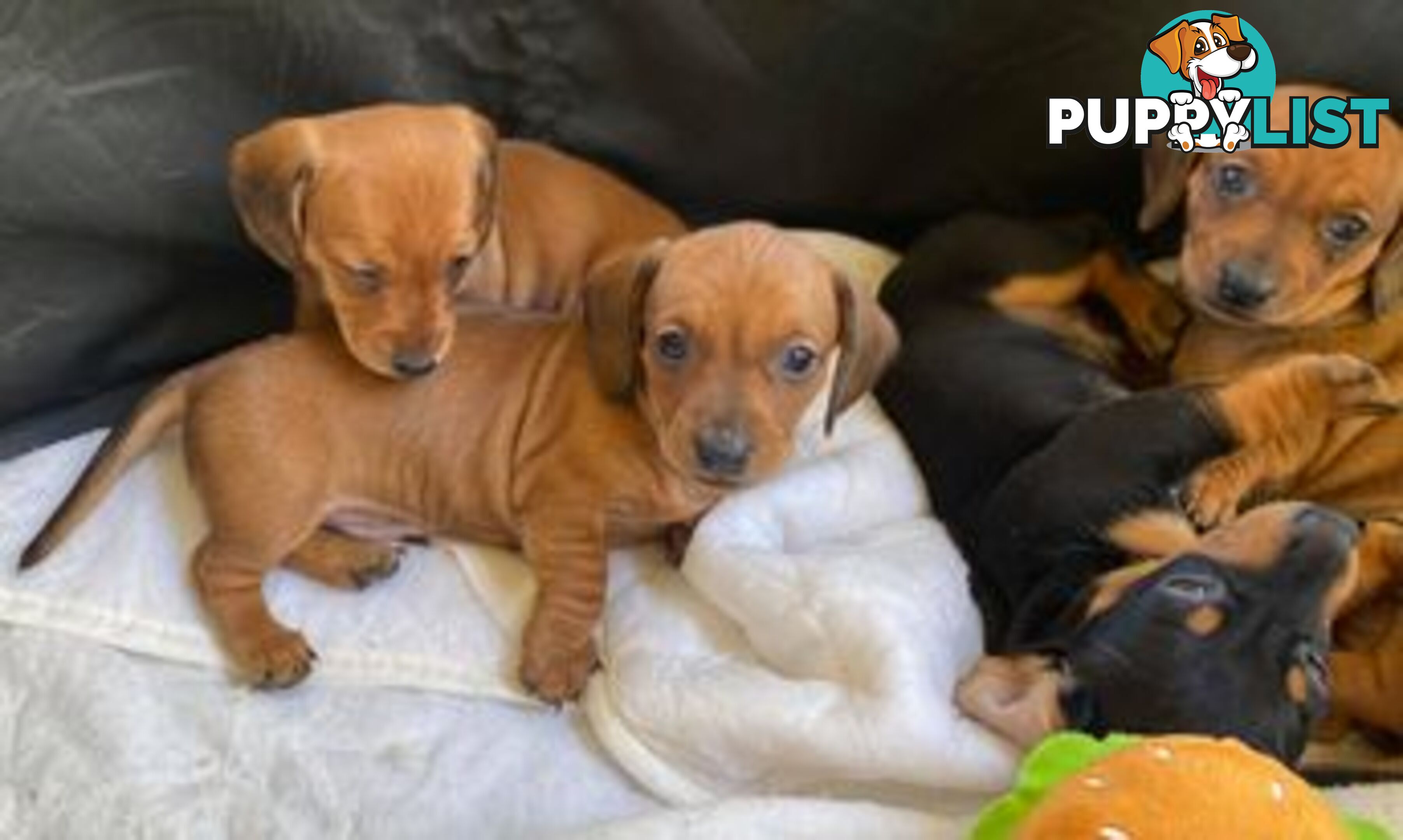 Female Tan/Choc Purebred Miniature Dachshund