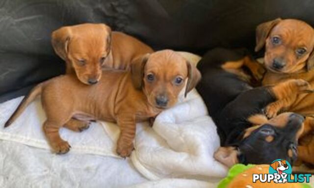 Female Tan/Choc Purebred Miniature Dachshund