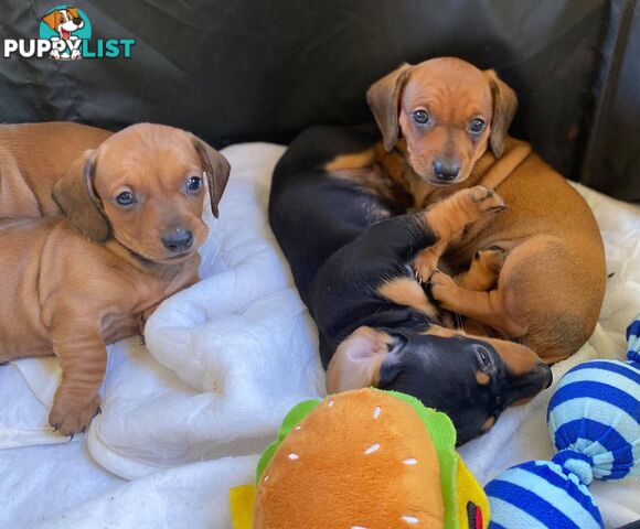 Female Tan/Choc Purebred Miniature Dachshund