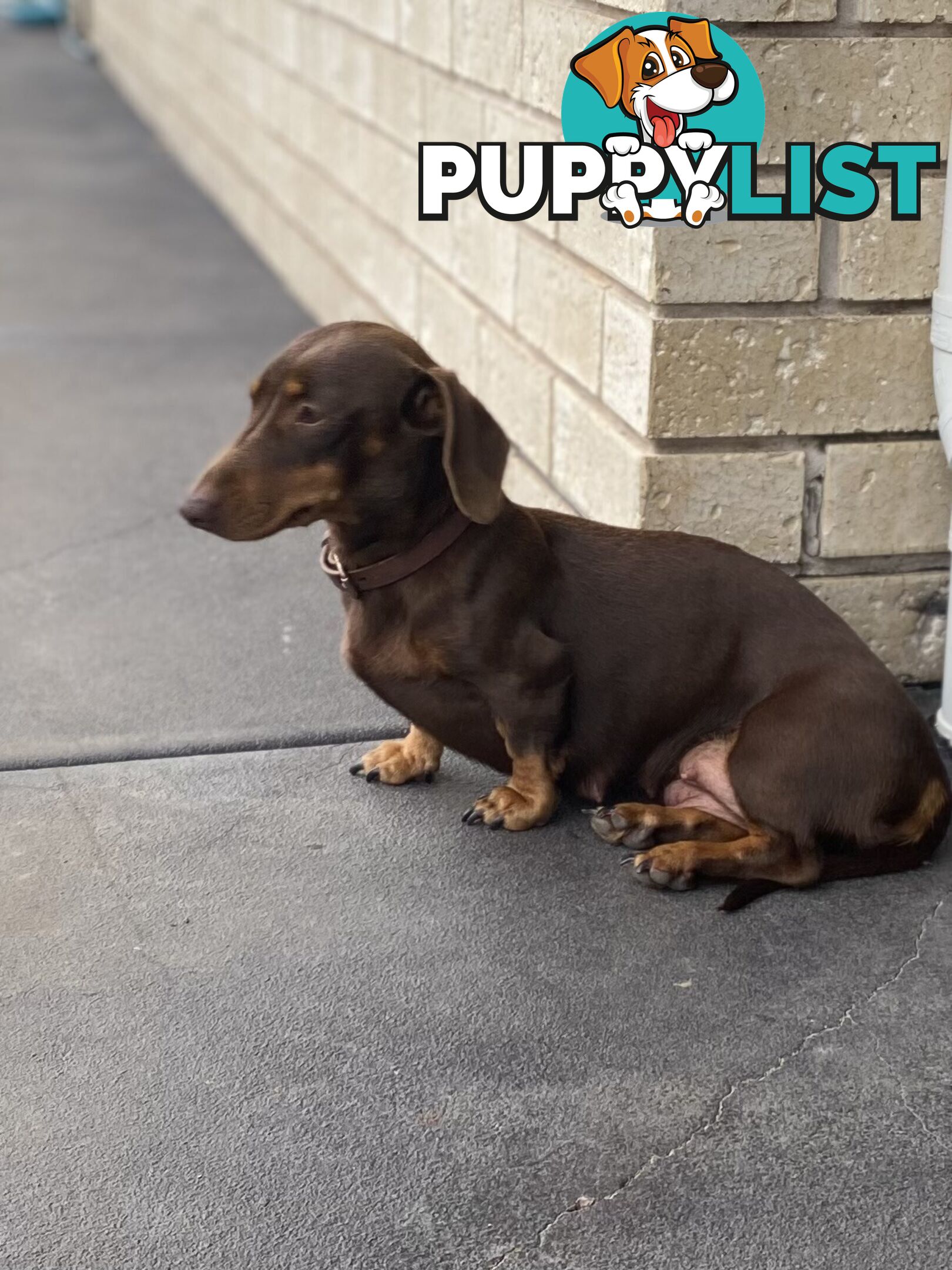 Miniature Dachshund Purebred