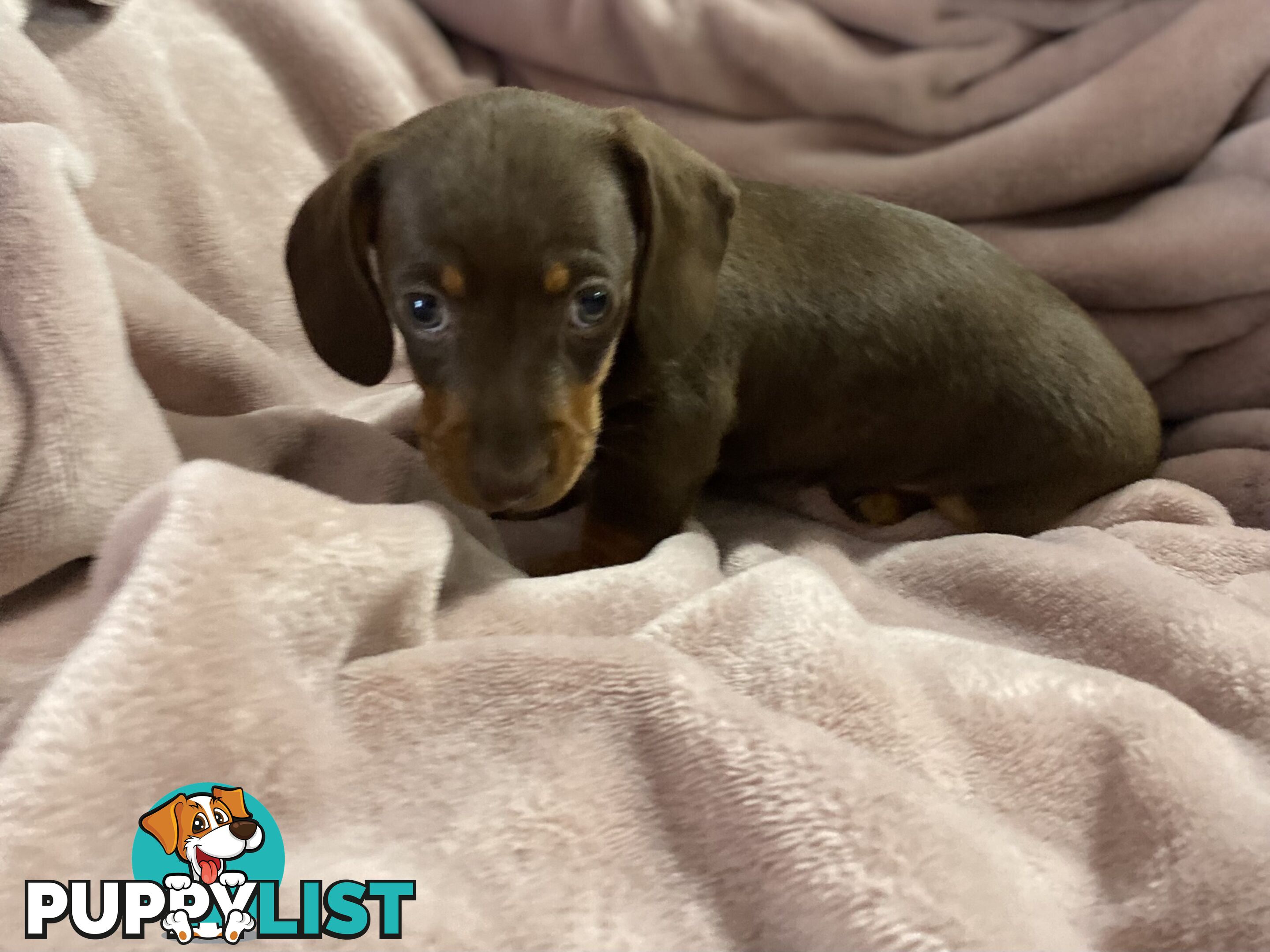 Miniature Dachshund Purebred