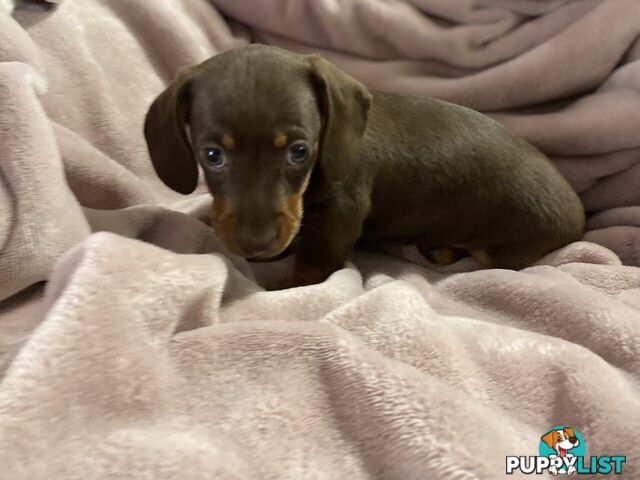 Miniature Dachshund's Purebred