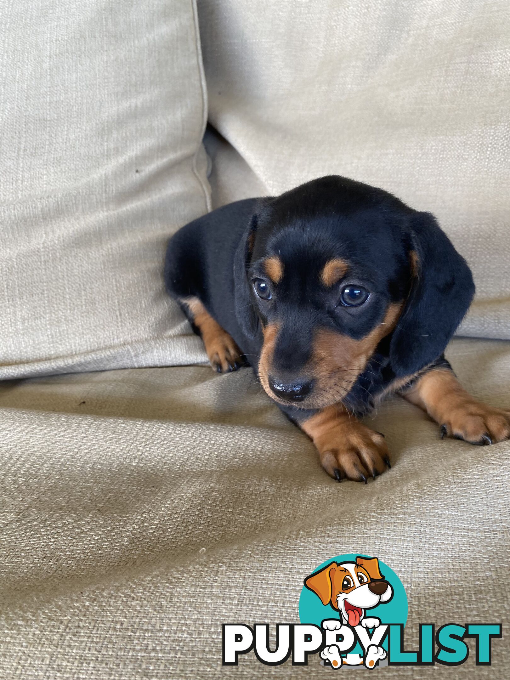 Miniature Dachshund Purebred