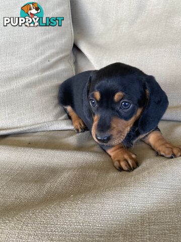 Miniature Dachshund Purebred