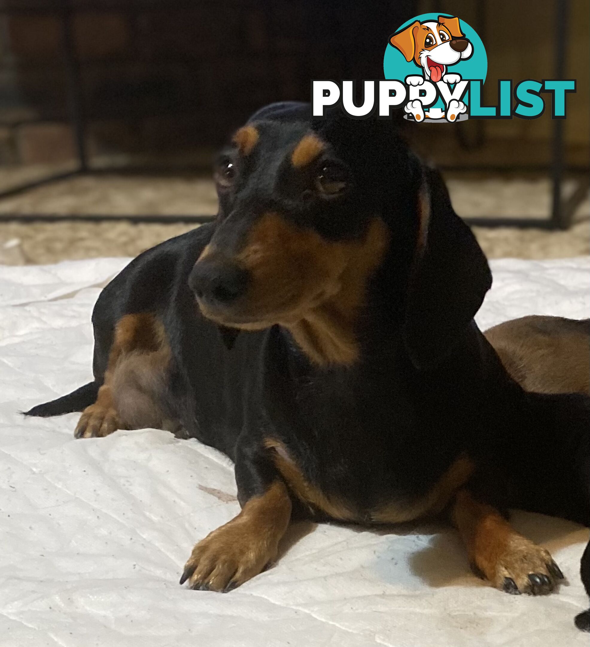 Miniature Dachshund Purebred