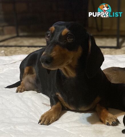 Miniature Dachshund Purebred