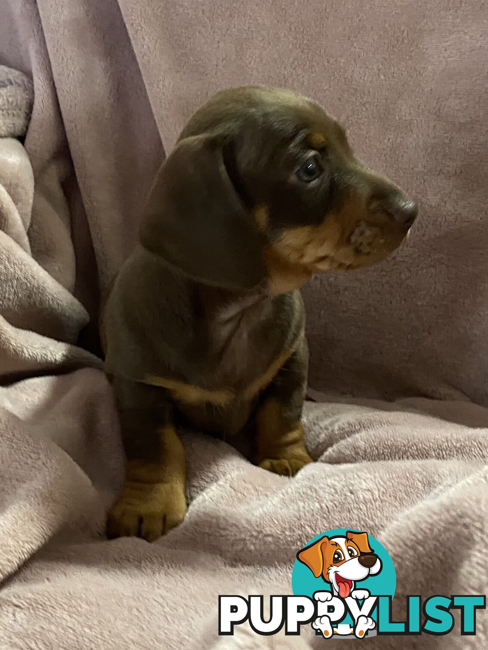 Miniature Dachshund Purebred