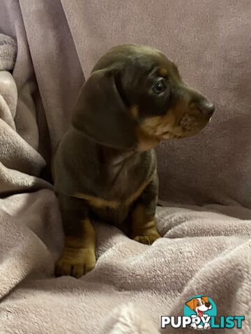 Miniature Dachshund's Purebred