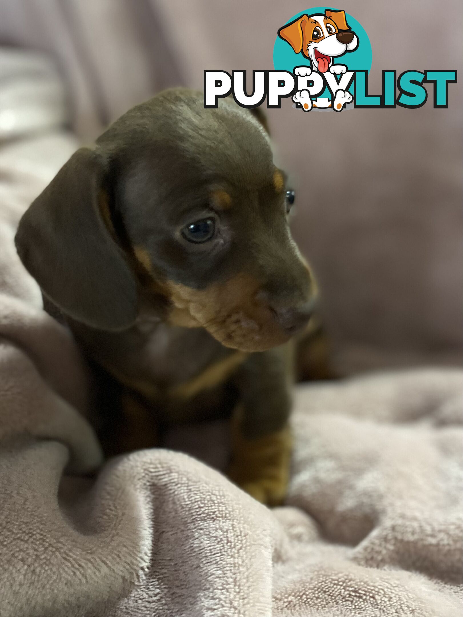 Miniature Dachshund Purebred