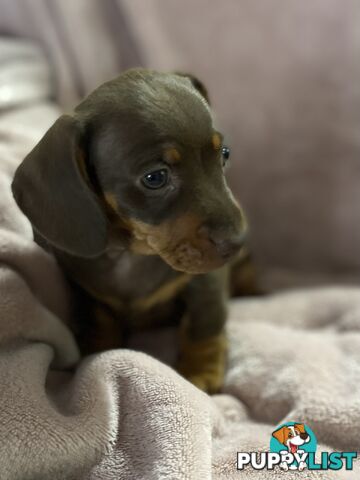 Miniature Dachshund's Purebred