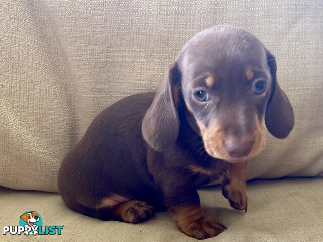 Miniature Dachshund's Purebred