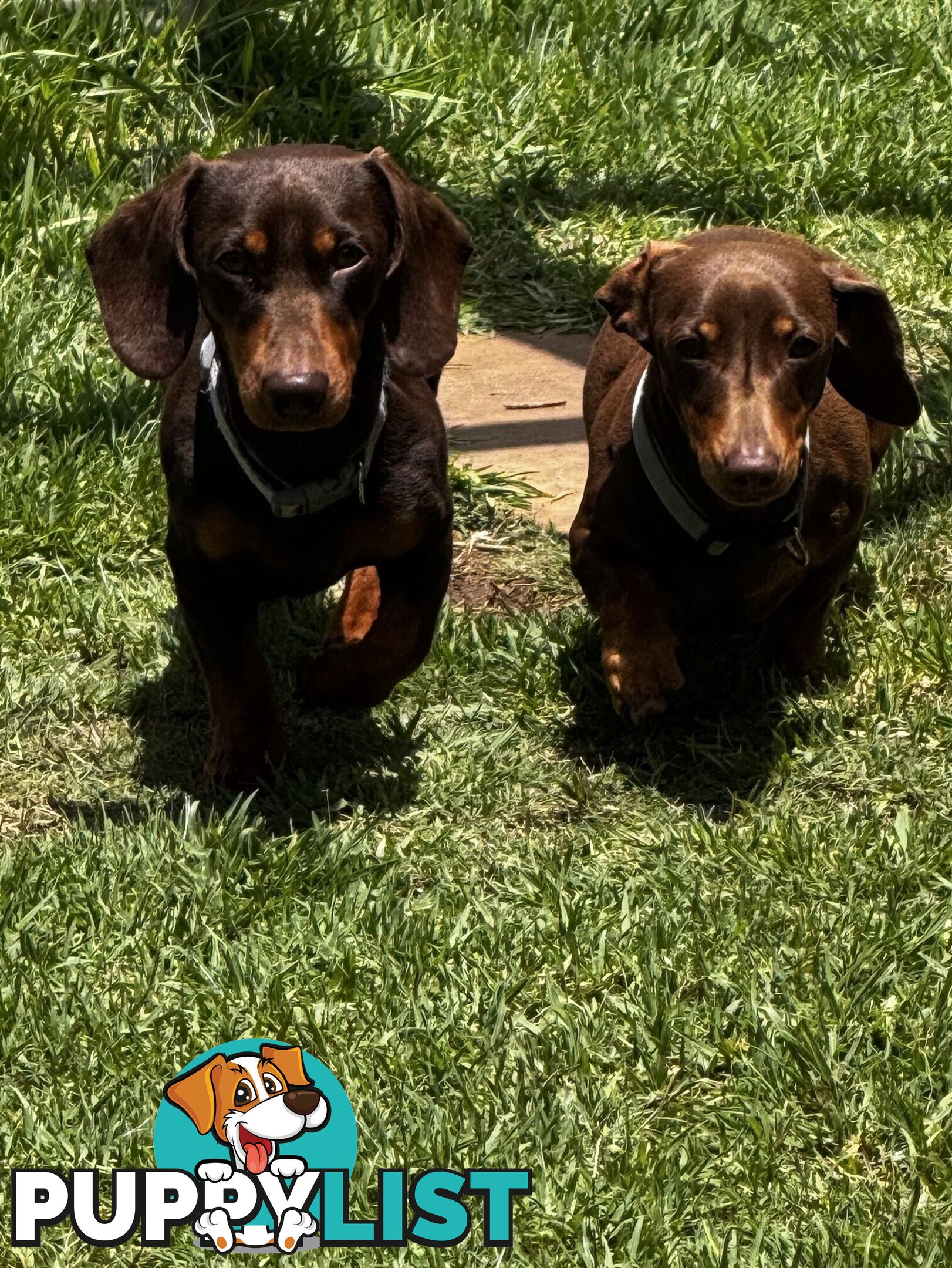 Miniature Dachshund Purebred