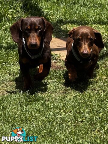 Miniature Dachshund Purebred