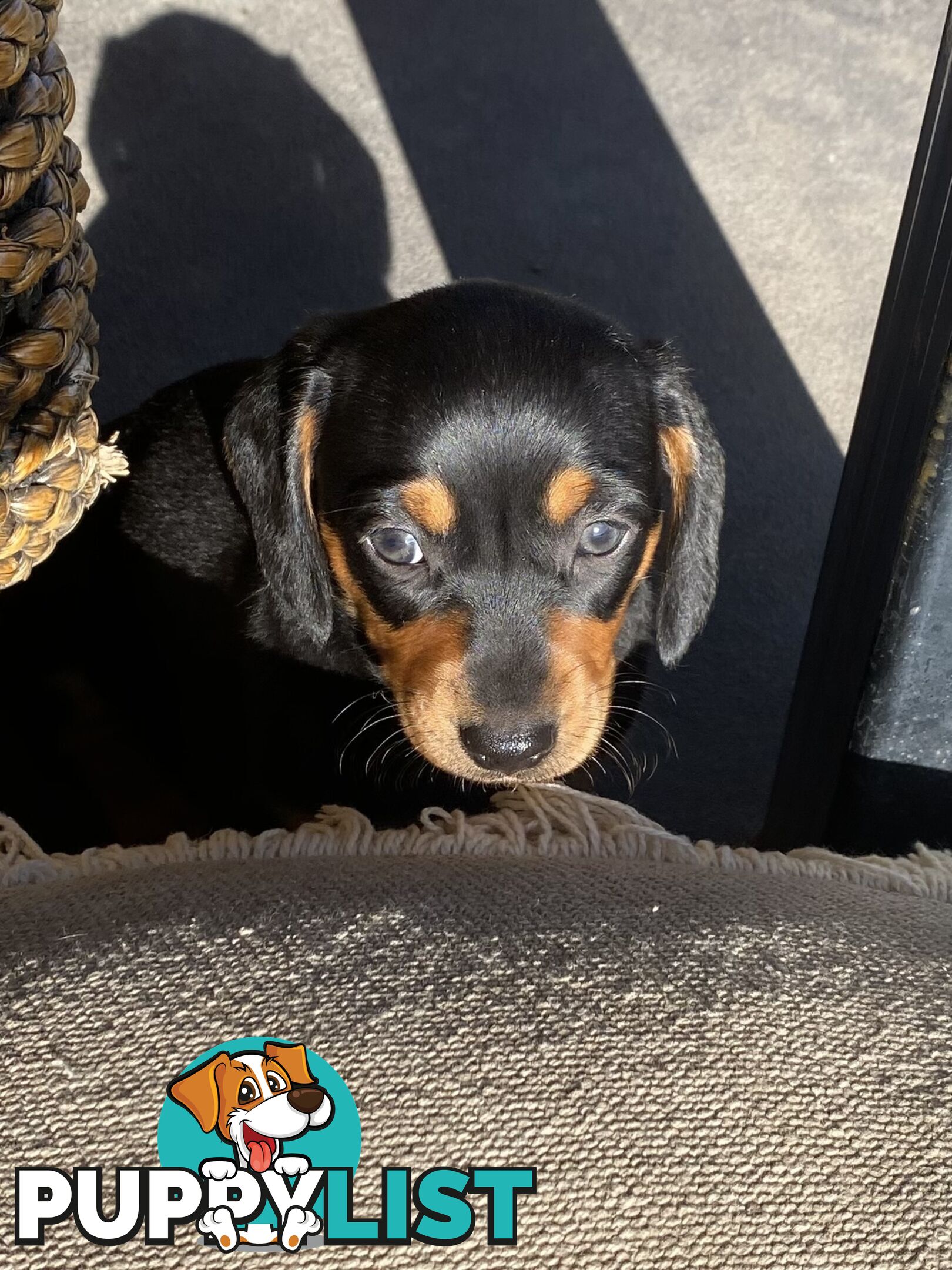 Miniature Dachshund Purebred