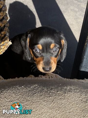 Miniature Dachshund Purebred