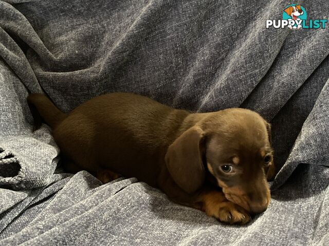 Miniature Dachshund's Purebred