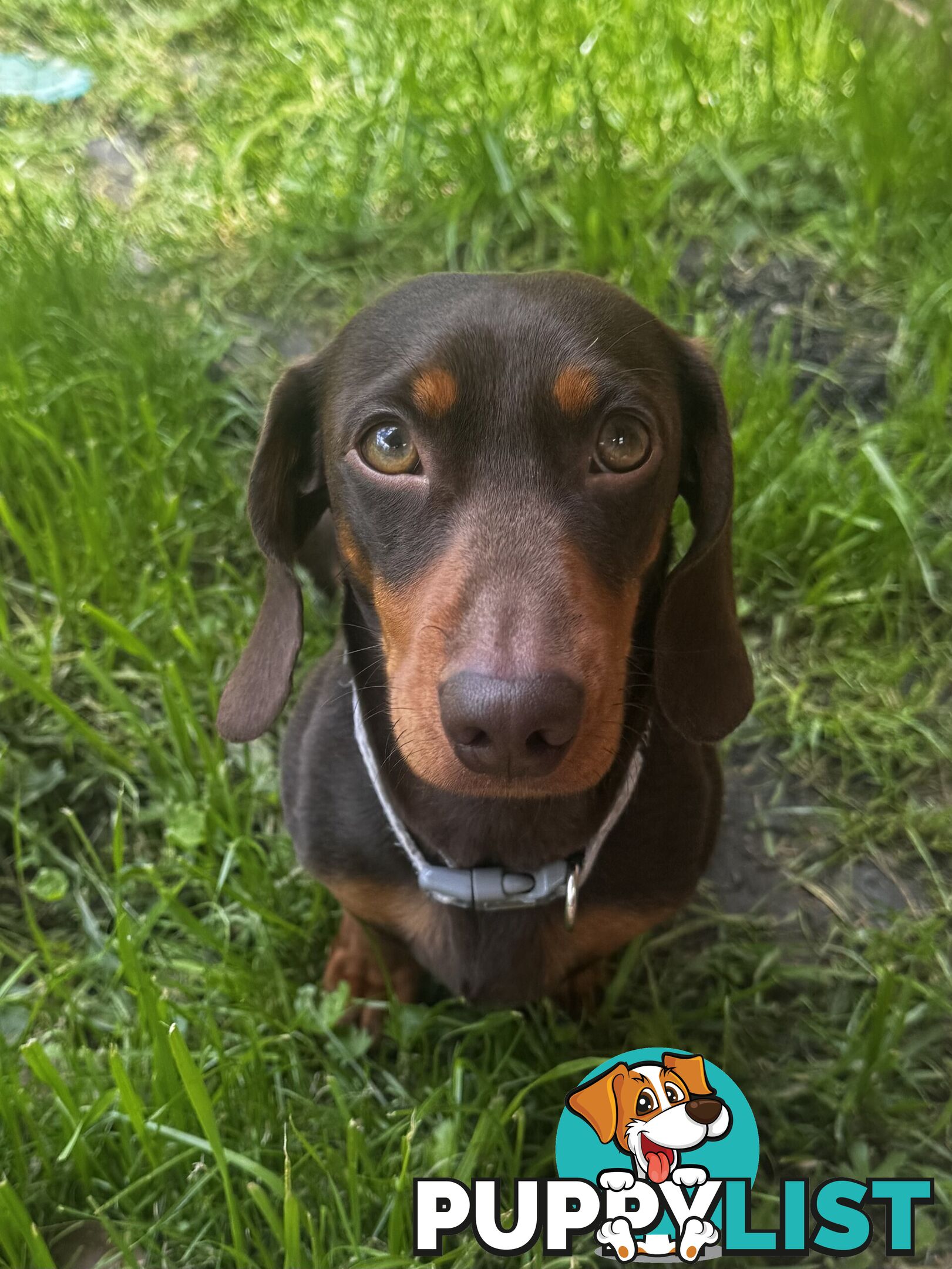 Miniature Dachshund Purebred