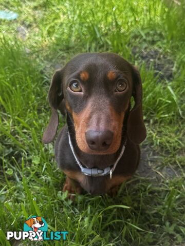 Miniature Dachshund Purebred