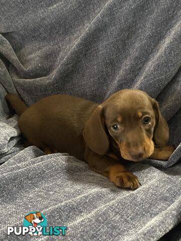 Miniature Dachshund's Purebred