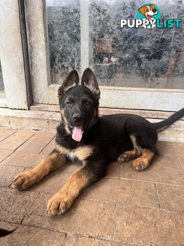 german shepherd puppy for sale