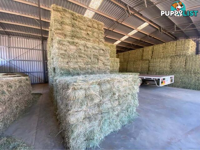 Prime Lucerne Small Square Bales