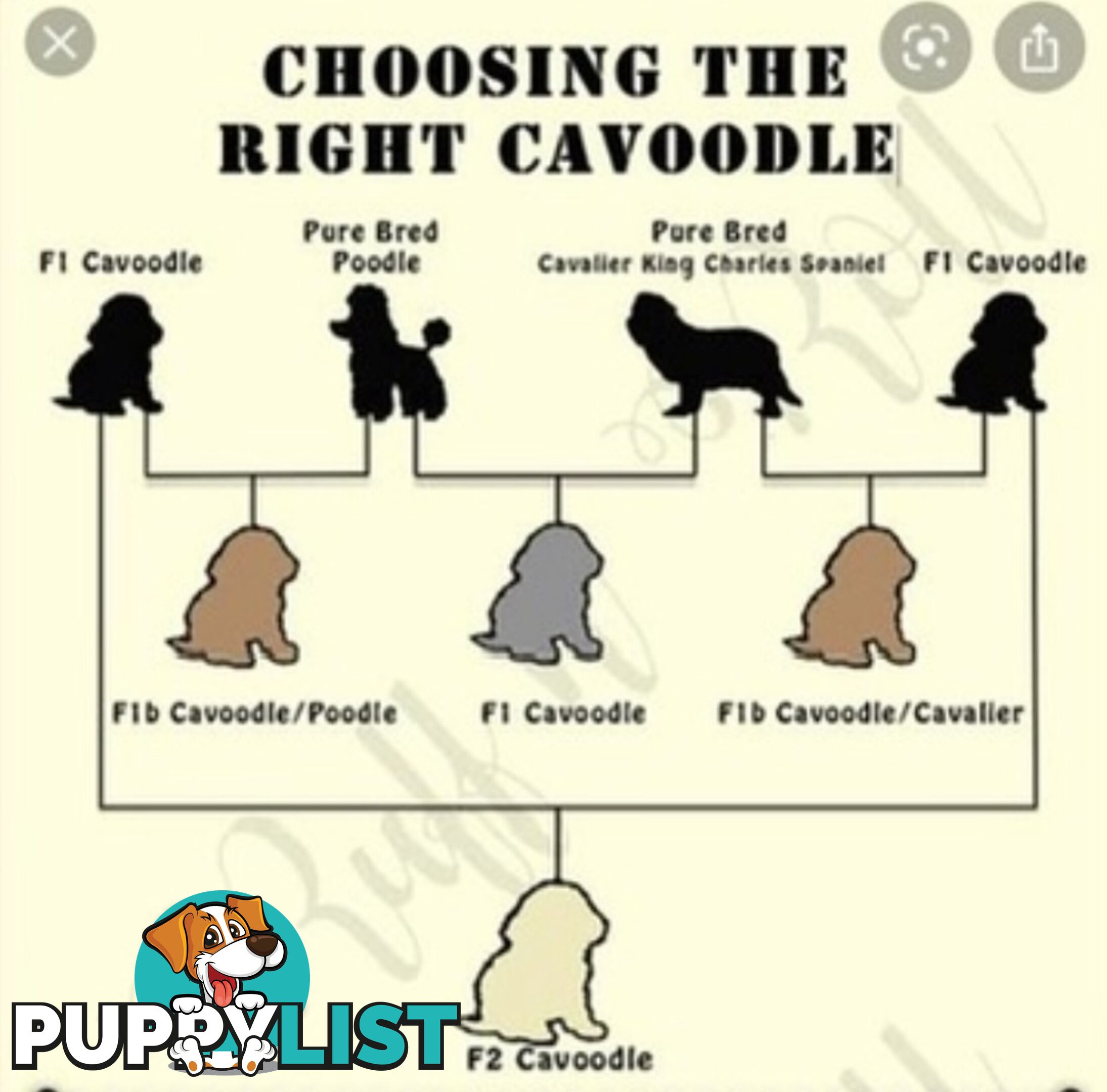 Toy Cavoodle