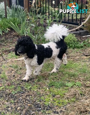 Toy Cavoodle