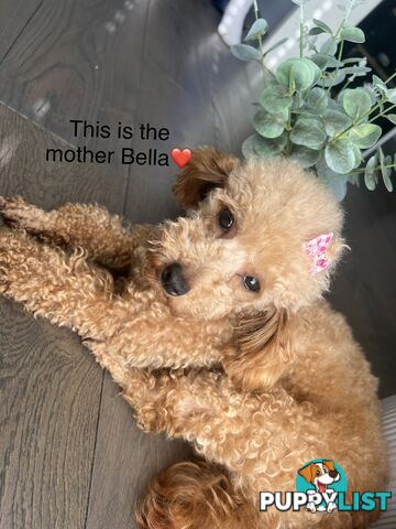 Toy poodle puppies