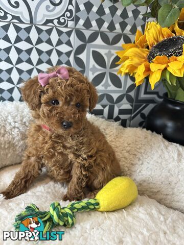 Toy poodle puppies